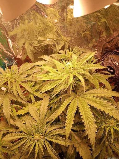 Purple Queen (auto) RQS. Week 4