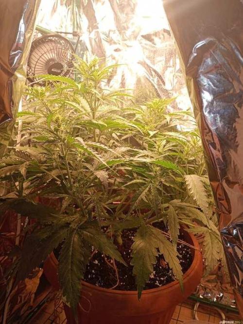 Purple Queen (auto) RQS. Week 4