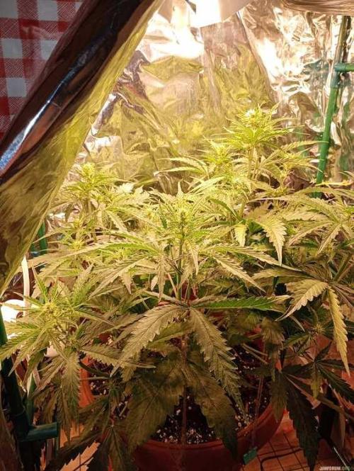 Purple Queen (auto) RQS. Week 4