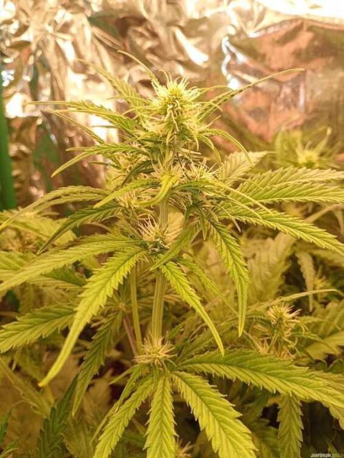 Purple Queen (auto) RQS. Week 4