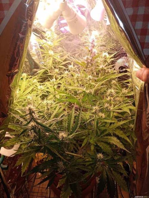 Purple Queen (auto) RQS. Week 5