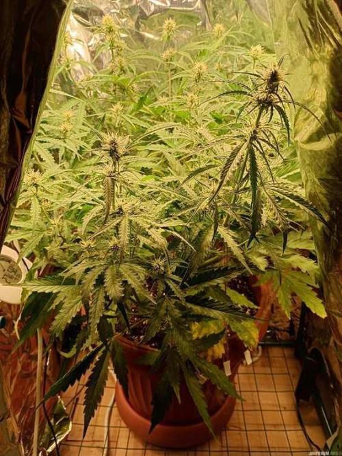 Purple Queen (auto) RQS. Week 5