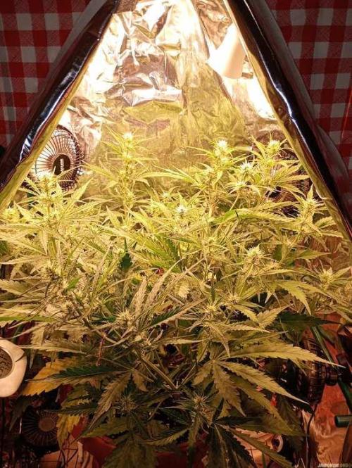 Purple Queen (auto) RQS. Week 5