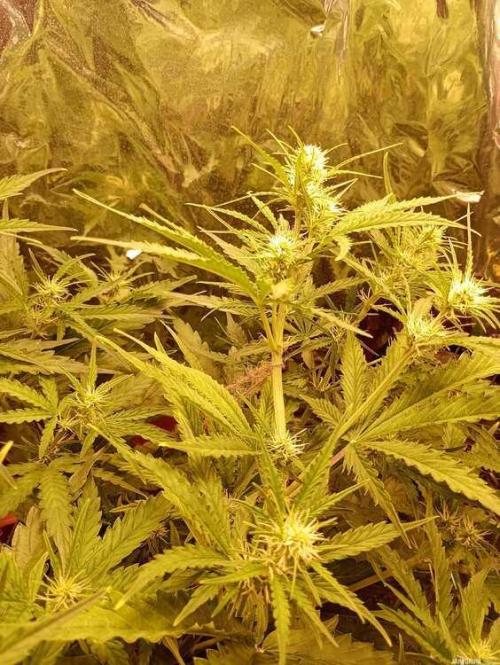 Purple Queen (auto) RQS. Week 5