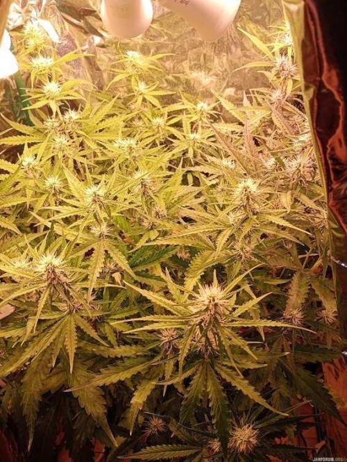 Purple Queen (auto) RQS. Week 6