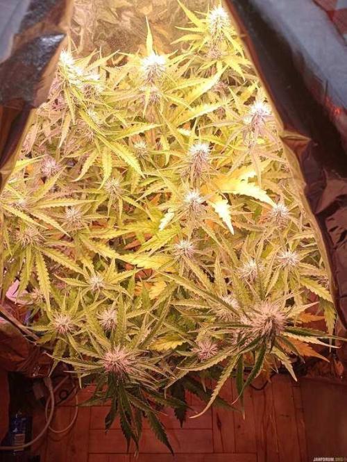 Purple Queen (auto) RQS. Week 6
