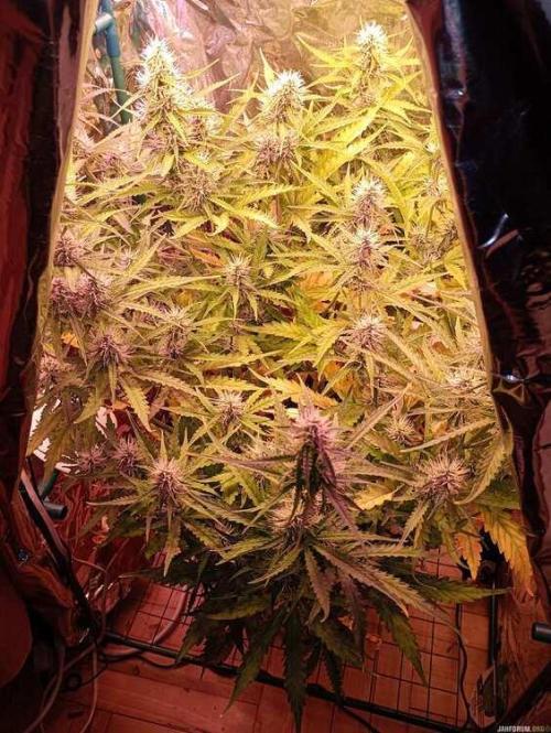 Purple Queen (auto) RQS. Week 7