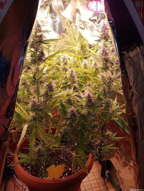 Purple Queen (auto) RQS. Week 7
