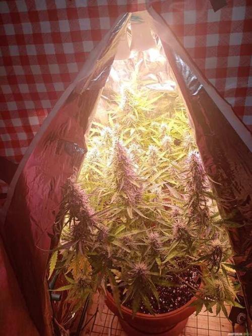 Purple Queen (auto) RQS. Week 7