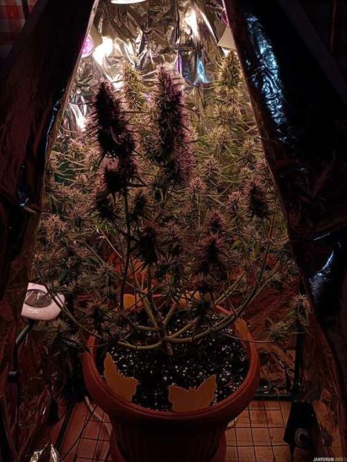 Purple Queen (auto) RQS. Week 8