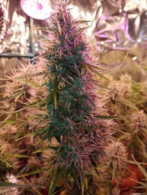 Purple Queen (auto) RQS. Week 8