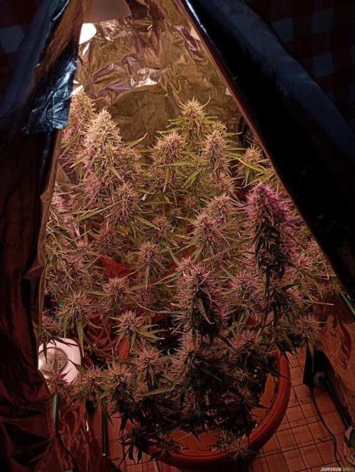 Purple Queen (auto) RQS. Week 8