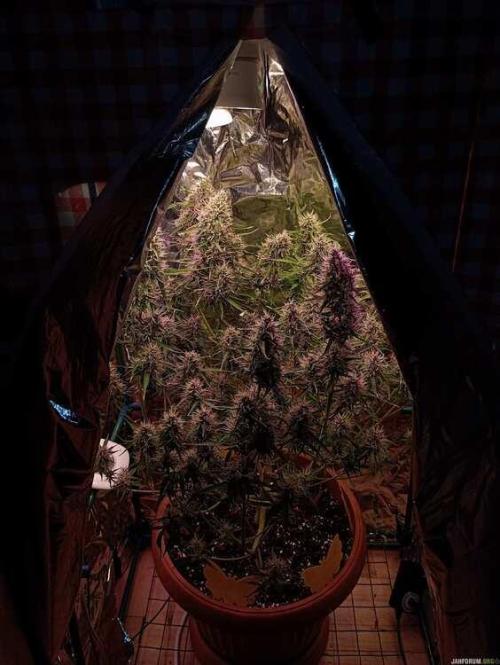 Purple Queen (auto) RQS. Week 8