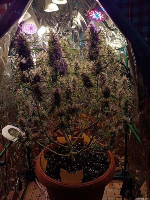 Purple Queen (auto) RQS. Week 8