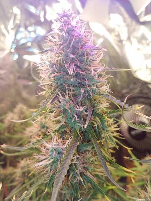 Purple Queen (auto) RQS. Week 8
