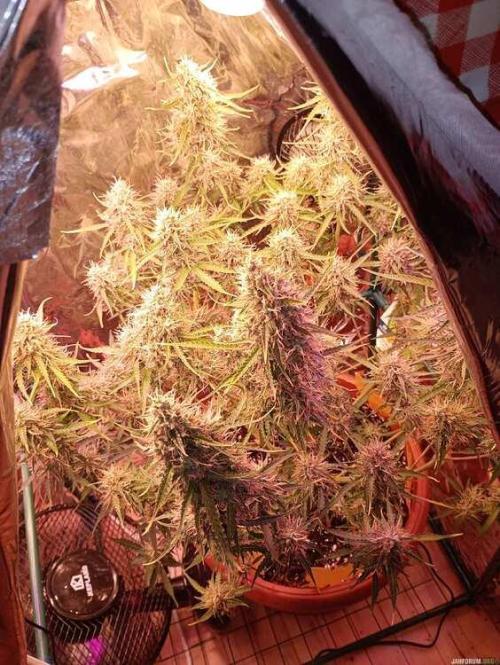 Purple Queen (auto) RQS. Week 8