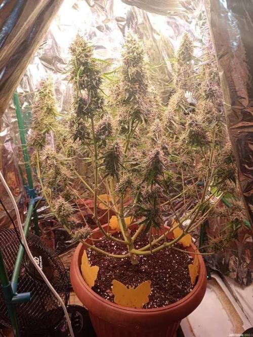 Purple Queen (auto) RQS. Week 9