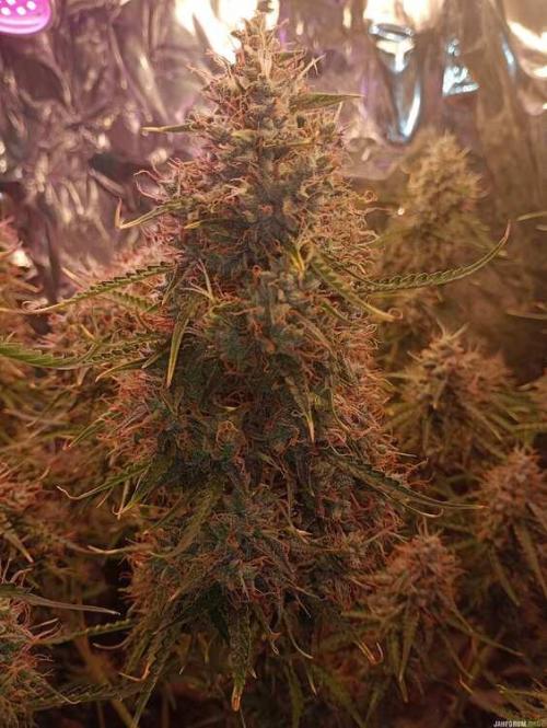 Purple Queen (auto) RQS. Week 9