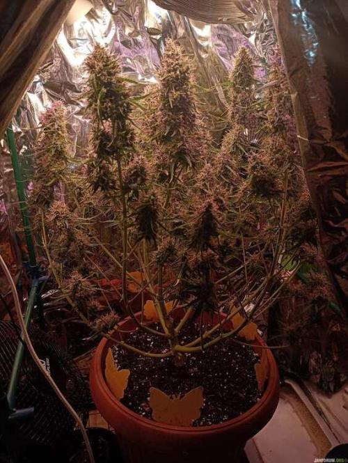 Purple Queen (auto) RQS. Week 9