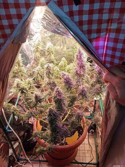 Purple Queen (auto) RQS. Week 9