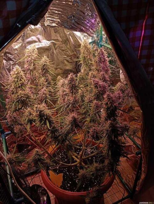 Purple Queen (auto) RQS. Week 9