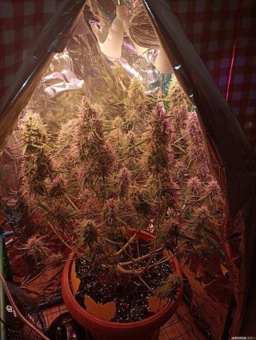Purple Queen (auto) RQS. Week 9