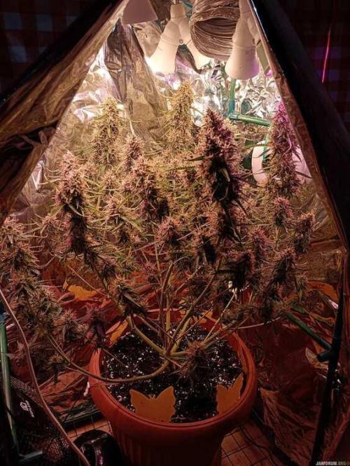 Purple Queen (auto) RQS. Week 9