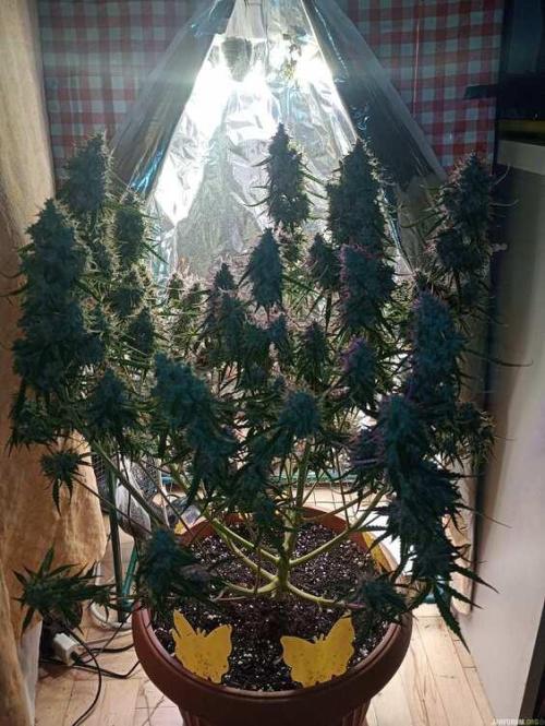Purple Queen (auto) RQS. Week 10