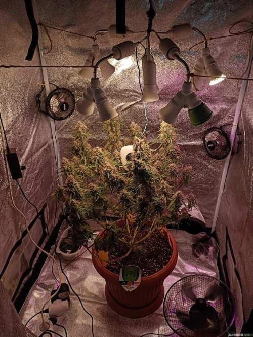 Purple Queen (auto) RQS. Week 10