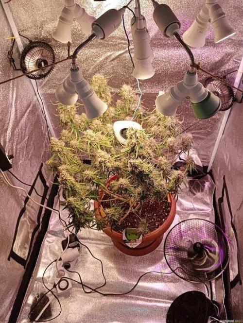 Purple Queen (auto) RQS. Week 10