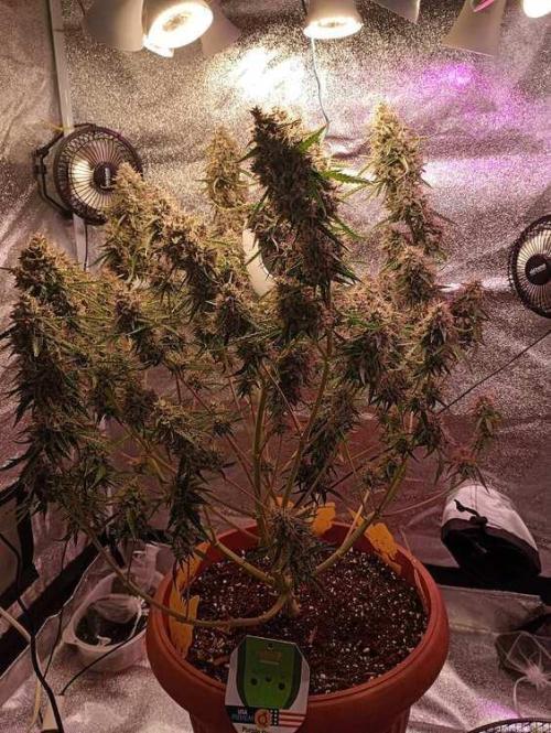 Purple Queen (auto) RQS. Week 10