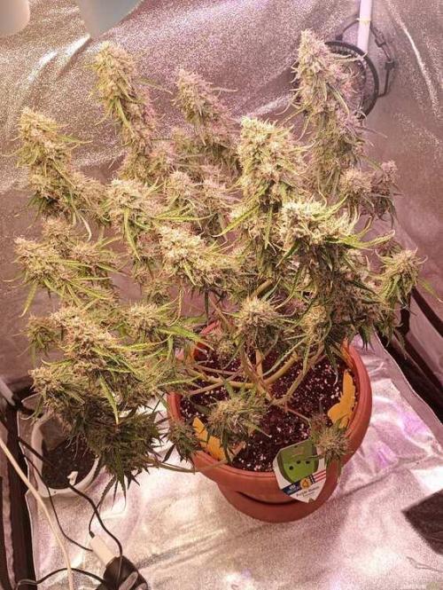 Purple Queen (auto) RQS. Week 10