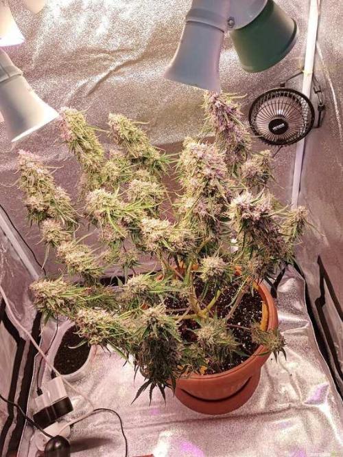 Purple Queen (auto) RQS. Week 11