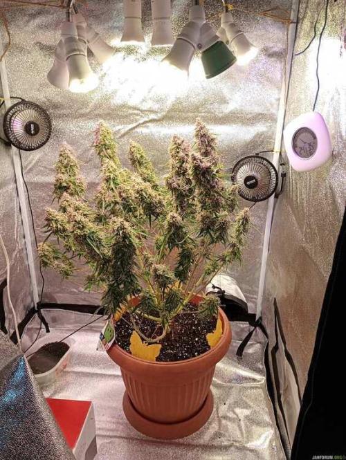 Purple Queen (auto) RQS. Week 11