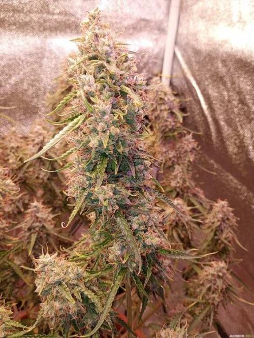 Purple Queen (auto) RQS. Week 11
