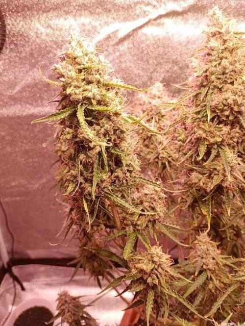 Purple Queen (auto) RQS. Week 11