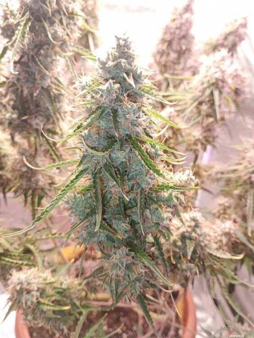 Purple Queen (auto) RQS. Week 11