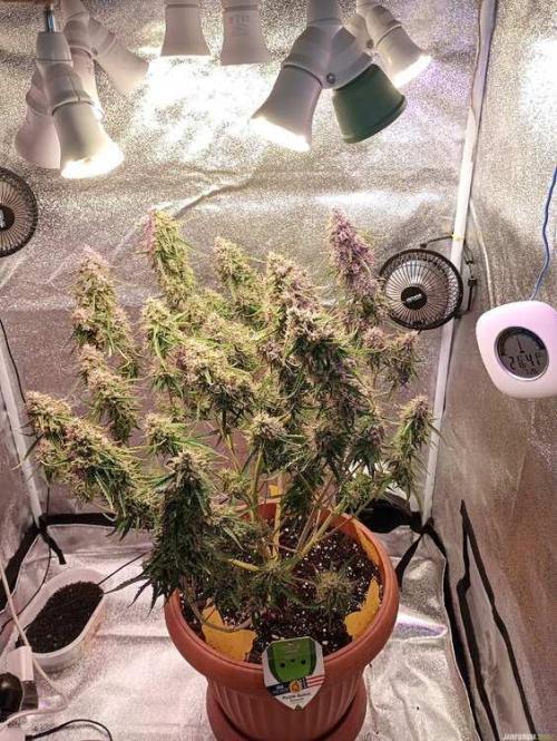 Purple Queen (auto) RQS. Week 11