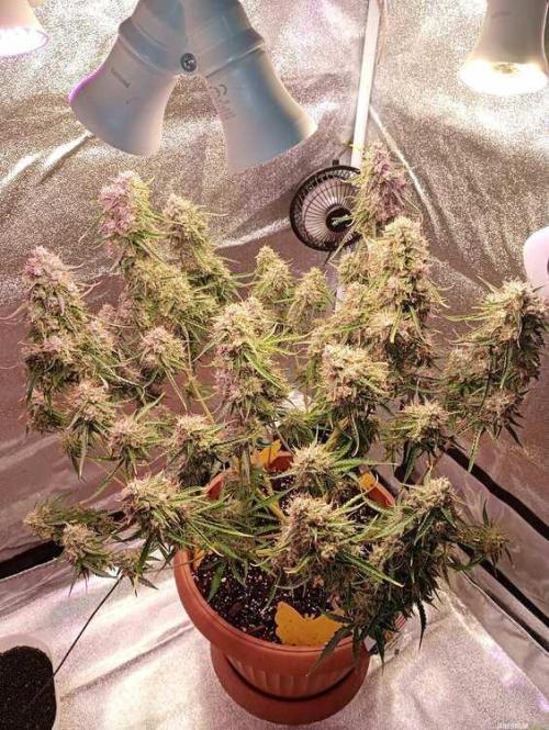 Purple Queen (auto) RQS. Week 11