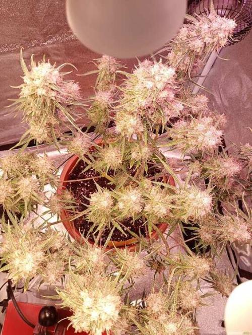 Purple Queen (auto) RQS. Week 11