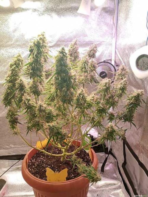 Purple Queen (auto) RQS. Week 11