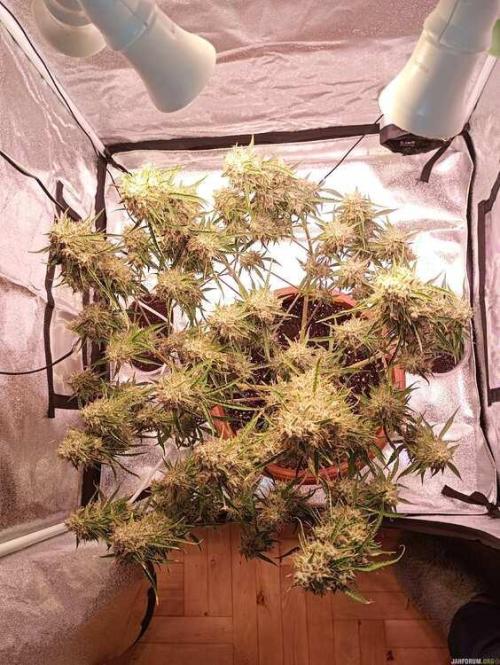 Purple Queen (auto) RQS. Week 11