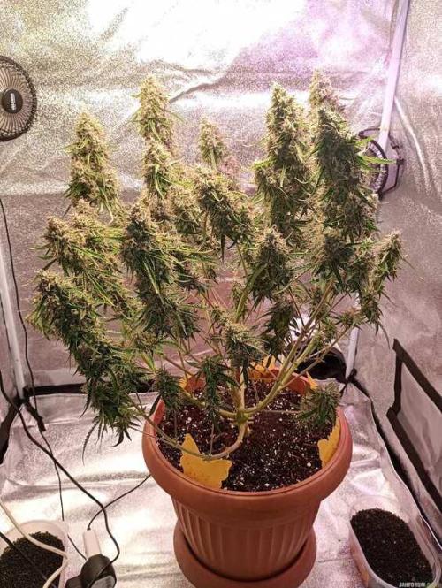 Purple Queen (auto) RQS. Week 11