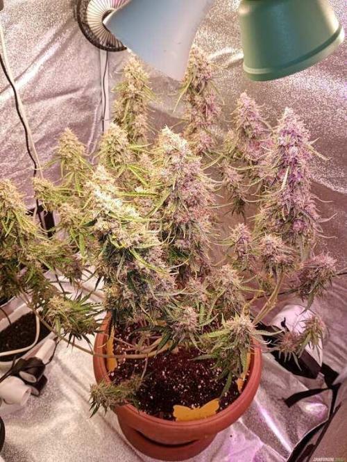 Purple Queen (auto) RQS. Week 11
