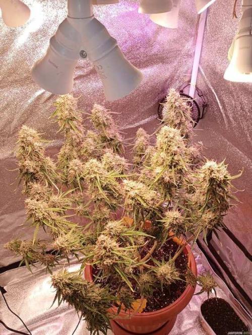 Purple Queen (auto) RQS. Week 11