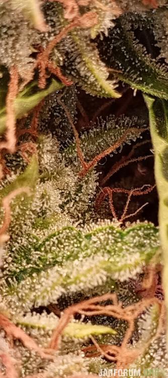 Purple Queen (auto) RQS. Week 11