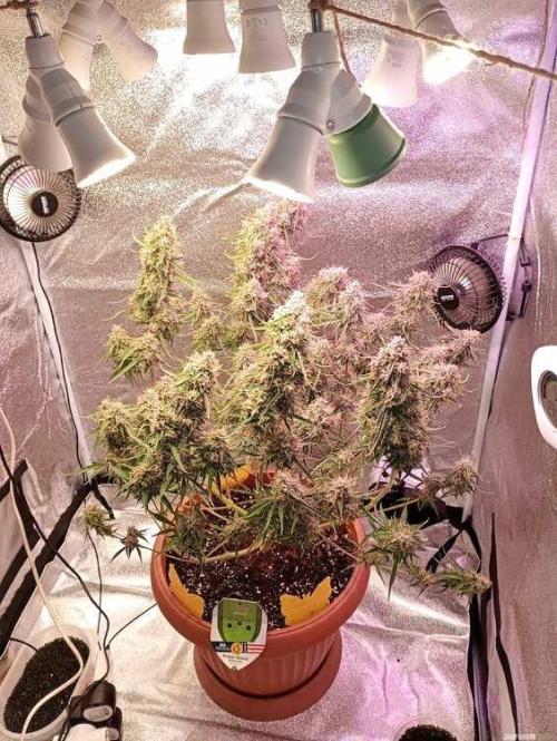 Purple Queen (auto) RQS. Week 11