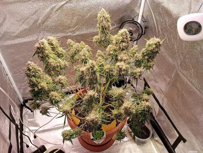 Purple Queen (auto) RQS. Week 12
