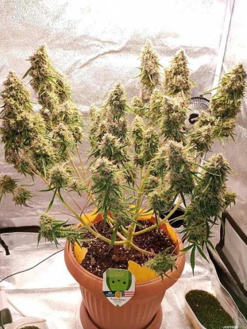 Purple Queen (auto) RQS. Week 12