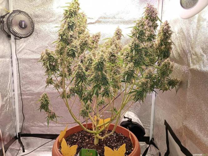 Purple Queen (auto) RQS. Week 12